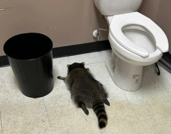 술병 다 깨고 만취해 대자로 '쿨쿨'…화장실서 발견된 범인의 정체 '깜짝'