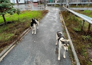 체르노빌 맴도는 '파란 털' 개들, 방사능 돌연변이?…밝혀진 비밀은 바로
